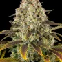 Cannabis seeds Ice Cream Cake from Barney's Farm